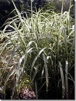 Miscanthus sinensis 'Cabaret'